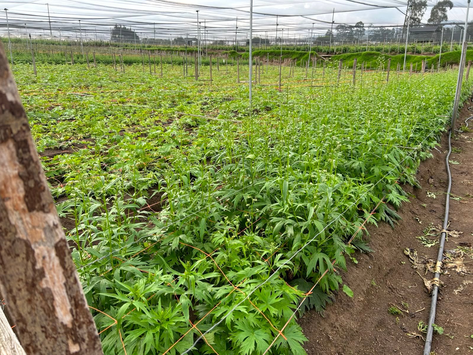Delphinium control — Florecot