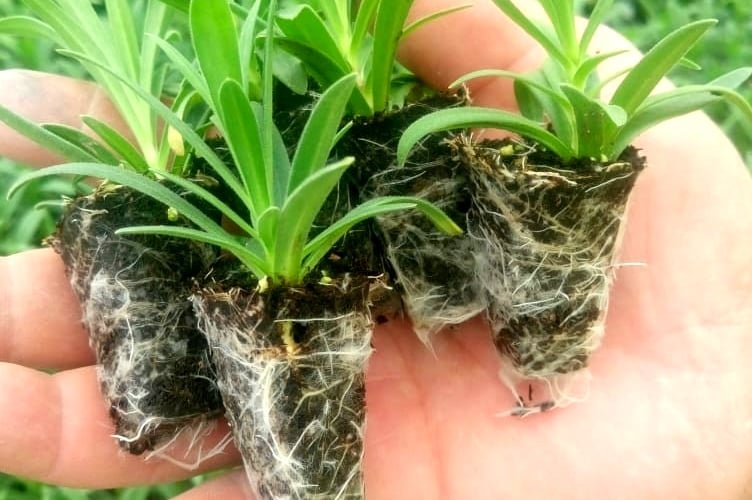 Desarrollo radicular
